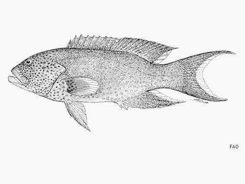 Image of Common Lyre-tail Cod