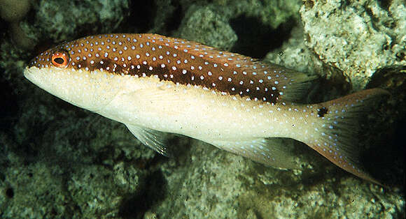 Image of Common Lyre-tail Cod