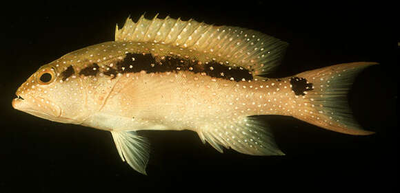 Image of Common Lyre-tail Cod