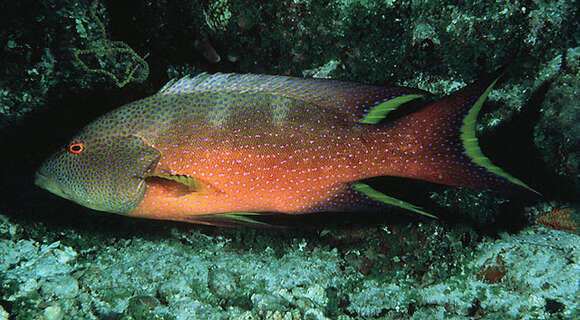 Image of Common Lyre-tail Cod