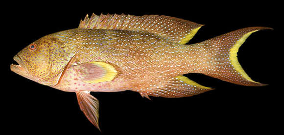 Image of Common Lyre-tail Cod