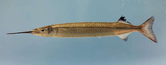 Image of American Halfbeak