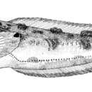 Imagem de Porichthys oculofrenum Gilbert 1968