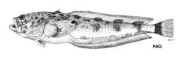 Image of Porichthys oculofrenum Gilbert 1968