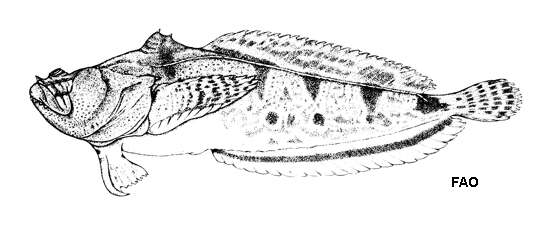 Image of Daector quadrizonatus (Eigenmann 1922)