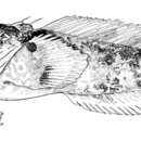 Image de Vladichthys gloverensis (Greenfield & Greenfield 1973)