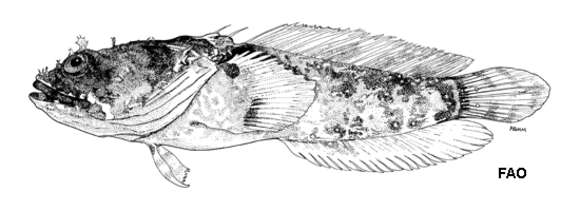 Image of Vladichthys