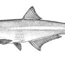 Image of Bigfin anchovy