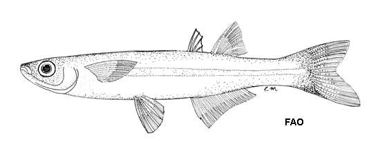 Image of Atherinella robbersi (Fowler 1950)