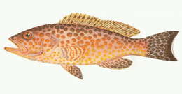 Epinephelus areolatus (Forsskål 1775) resmi