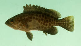 Epinephelus areolatus (Forsskål 1775) resmi