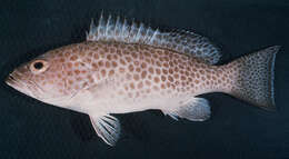 Epinephelus areolatus (Forsskål 1775) resmi