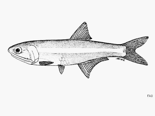 Image of Scofield&#39;s anchovy