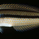 Image of Multicolorfin rainbowfish
