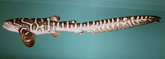 Image of Catshark