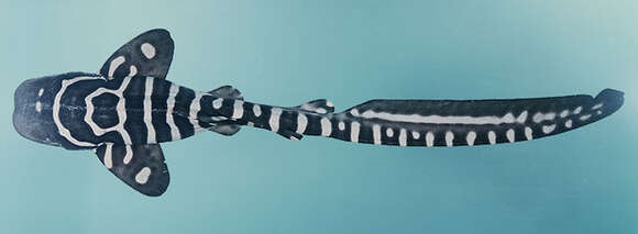 Image of Catshark