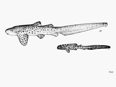 Image of Catshark