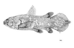 Image of Lobe-finned fishes