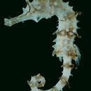 Image of Jayakar's Seahorse