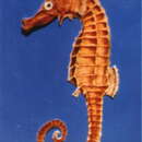 Image of Great Seahorse