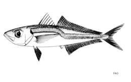Image of Cape horse mackerel