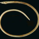 Image of Orange snake eel