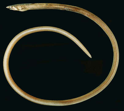 Image of Orange snake eel