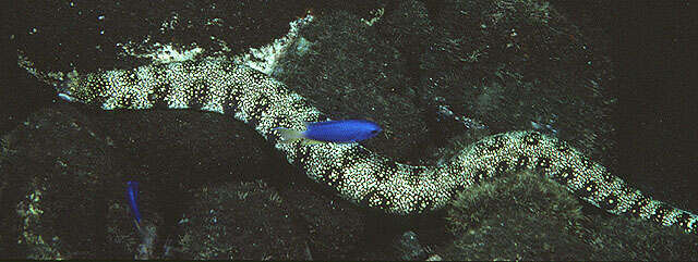 Image of Snowflake moray