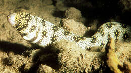 Image of Snowflake moray