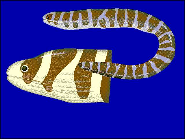 Image of Barred moray