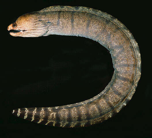 Image of Barred moray