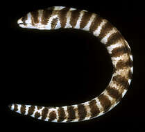 Image of Barred moray