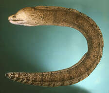 Image of Barred moray