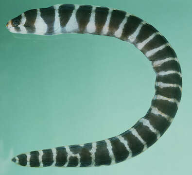 Image of Barred moray