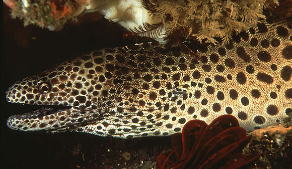 Image of honeycomb moray