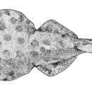 Image of Colombian Electric Ray
