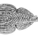 Image of Venezuelan dwarf numbfish