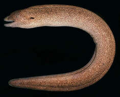 Image of Yellow edged moray