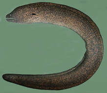 Image of Yellow edged moray