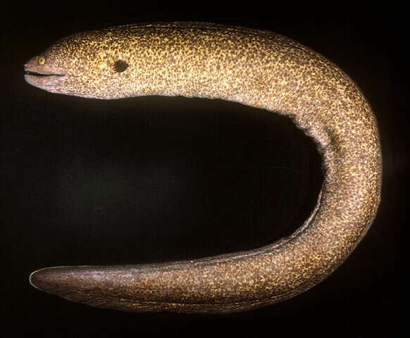 Image of Yellow edged moray