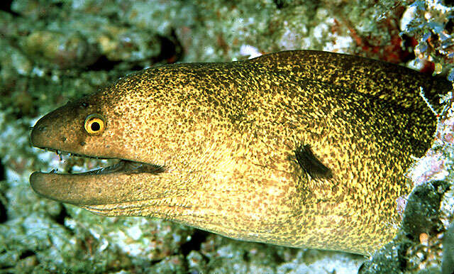 Image of Yellow edged moray