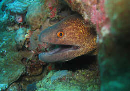 Image of Yellow edged moray