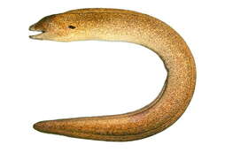 Image of Yellow edged moray