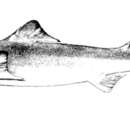 Image of Dwarf Gulper Shark