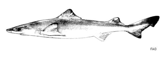 Image of Dwarf Gulper Shark