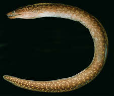 Image of Blackpearl moray