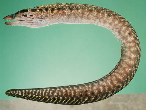 Image of Blackpearl moray