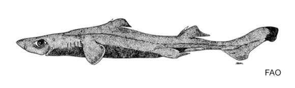 Image of Densescale Lanternshark