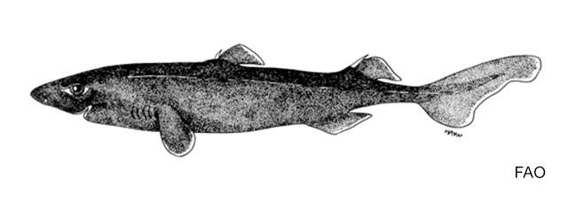Art illustration - Oceans & Seas - Ninja lanternshark: (Etmopterus  benchleyi) is a species of shark squaliform fish of the Dalatiidae family.  Lives off t…
