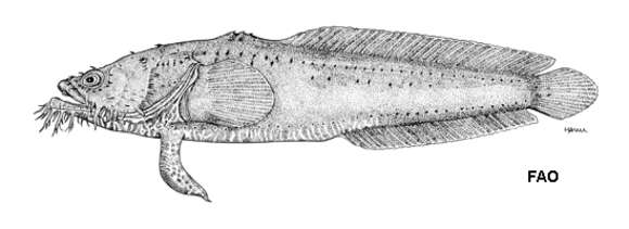 Image of Cozumel toadfish